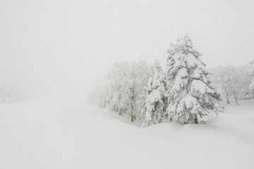 Tree covered with snow  on winter storm day in  forest mountains .