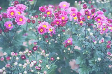 Chrysanthemum Flower. Vintage style.