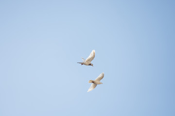 Fototapeta premium dove roaming around in the sky