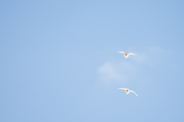 dove roaming around in the sky