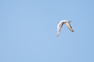 dove roaming around in the sky