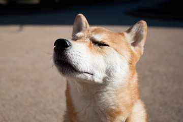 柴犬 shibainu