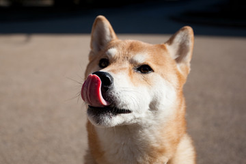 柴犬 shibainu