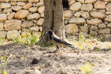 a crow looking for a food