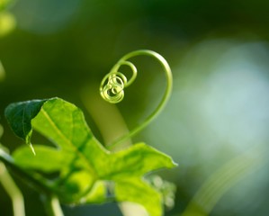 Jolie feuille verte  