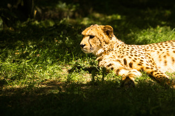 cheetahs in the Sun