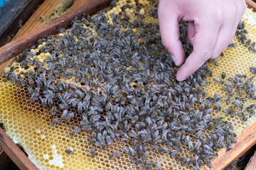 Closeup of bees on honeycomb in apiary