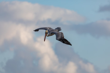 pelican