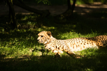 cheetahs in the sun