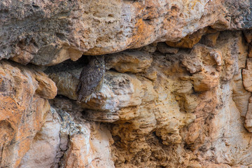 アメリカワシミミズク