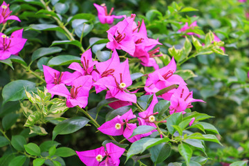 bougainvillea flower pink with green leaves beautiful in the garden