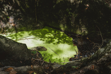 Duckweed in the forest.