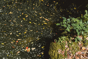 Falling leaves on the water.