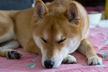 柴犬 shibainu