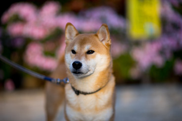 柴犬 shibainu