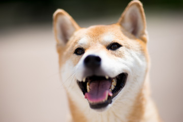 柴犬 shibainu