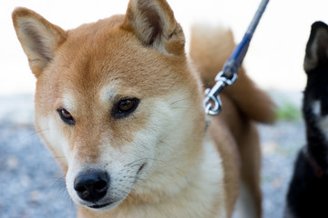 柴犬 shibainu