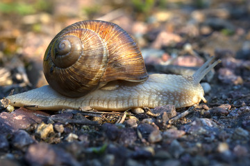 snail with a beautiful shell, slowly crawling along the road in the early morning
