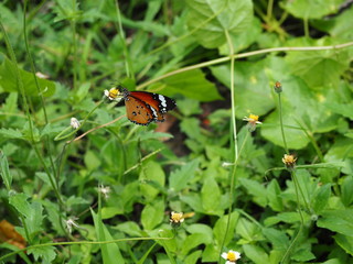 butterfly