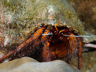 Crab