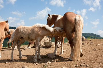 Cavalli con criniera bianca