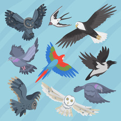 Different flying birds breed species race strain stock colorful owl isolated animal wild with beak vector illustration