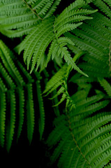 fern leaves