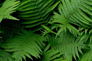 fern leaves