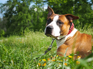 beautiful dog in the green grass. Staffordshire Terrier portrait.