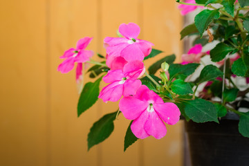 Rose periwinkle flowers