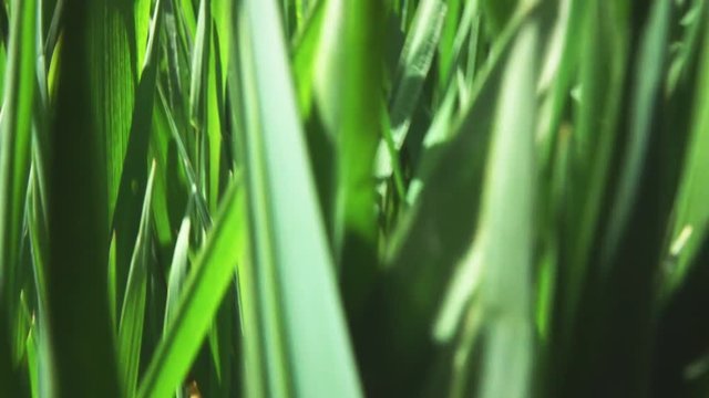 camera fly through green fresh grass, slow motion