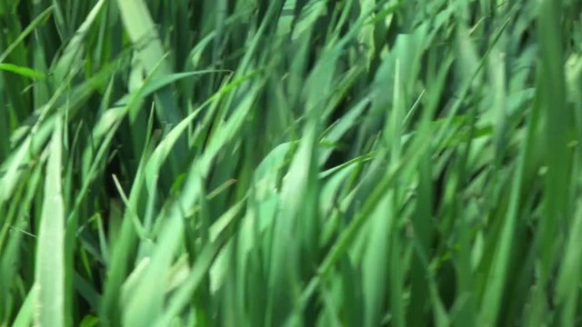 camera fly through green fresh grass, slow motion