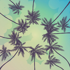 Fototapeta na wymiar summer palm trees california
