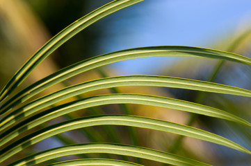 Green palm leaves on sunlight