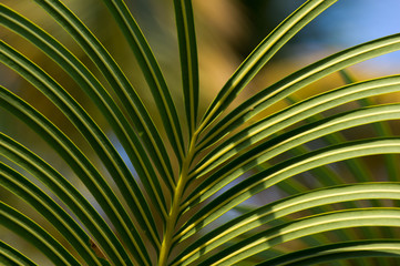 Green palm leaves on sunlight