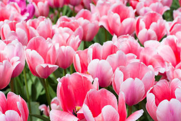 Blooming sweet pink tulip macro picture