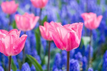 Blooming pink tulip expose the light and blue flower at the background