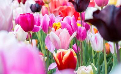 Beautiful blooming colorful Tulip flower in the garden