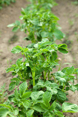Potato bush