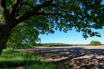 Ackerbau bei Neu Reedevitz