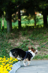 The corgi dog on the grass in the park