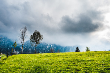 zwei Bäume auf einem Hügel vor 