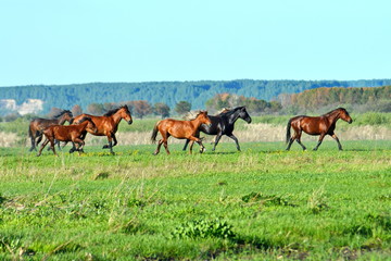 herd running free horses and foal on a green meadow