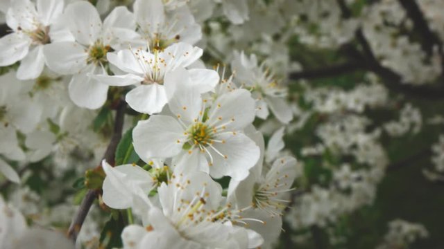 The branches of a cherry blossom, slow motion
