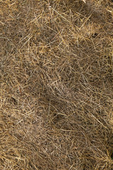 Straw