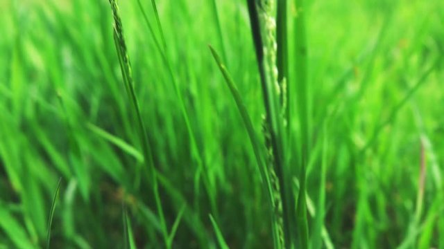 camera fly through green fresh grass, slow motion