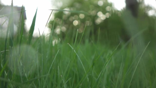 view on green lawn on a rainy evening, slow motion