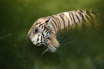 Tigers play hot water.