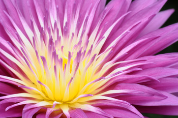 Obraz premium Pink Lotus.