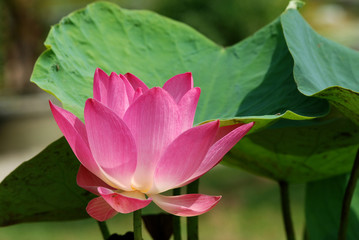 Pink Lotus.